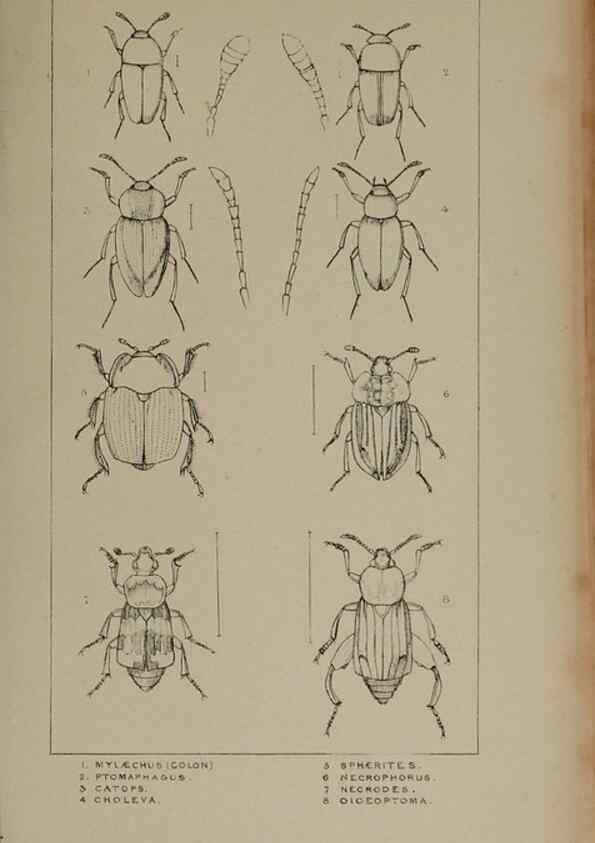 Reproducción/Reproduction 24020613833: The British Coleoptera delineated,. London,W. Crofts,1840.