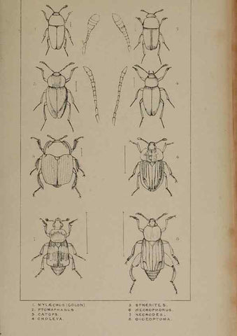 Reproducción/Reproduction 24020613833: The British Coleoptera delineated,. London,W. Crofts,1840.
