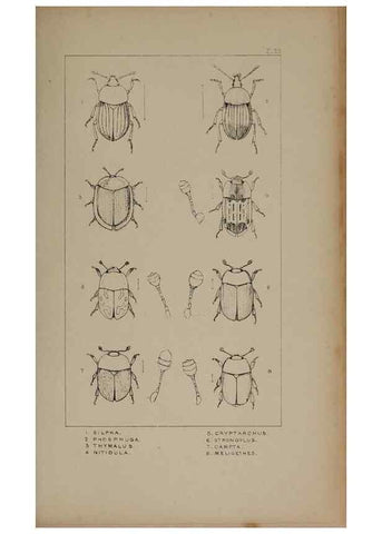 Reproducción/Reproduction 24621229126: The British Coleoptera delineated,. London,W. Crofts,1840.