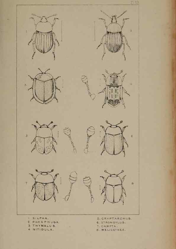 Reproducción/Reproduction 24621229126: The British Coleoptera delineated,. London,W. Crofts,1840.
