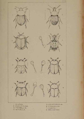 Reproducción/Reproduction 24621229126: The British Coleoptera delineated,. London,W. Crofts,1840.
