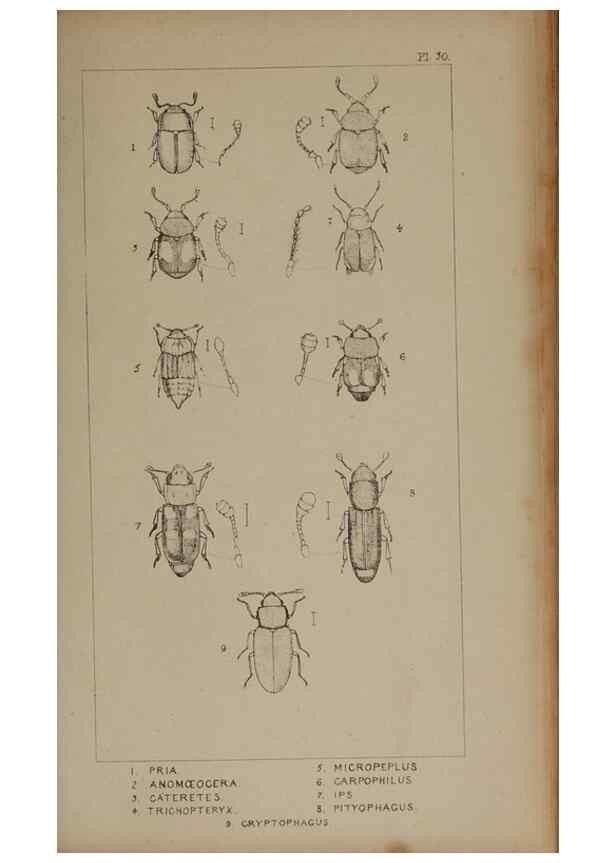 Reproducción/Reproduction 24621232526: The British Coleoptera delineated,. London,W. Crofts,1840.