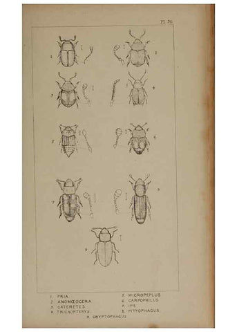 Reproducción/Reproduction 24621232526: The British Coleoptera delineated,. London,W. Crofts,1840.