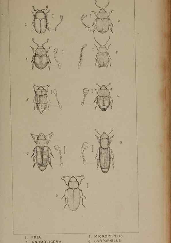 Reproducción/Reproduction 24621232526: The British Coleoptera delineated,. London,W. Crofts,1840.