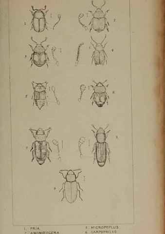 Reproducción/Reproduction 24621232526: The British Coleoptera delineated,. London,W. Crofts,1840.