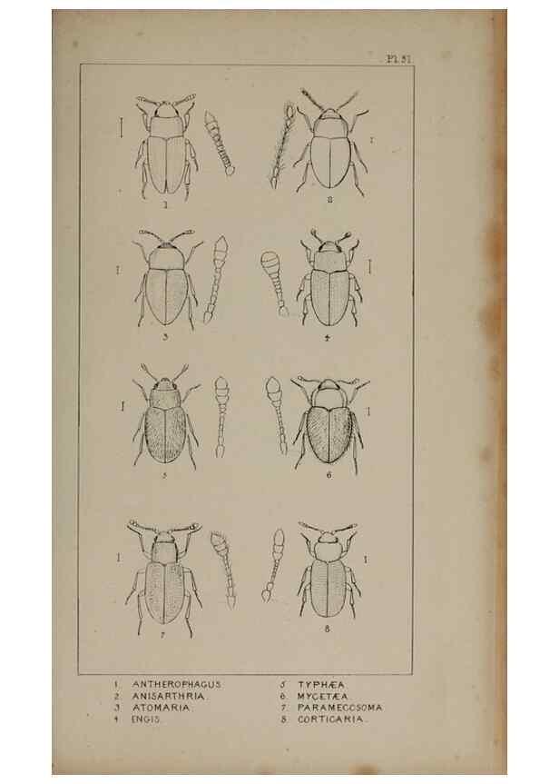 Reproducción/Reproduction 24565235551: The British Coleoptera delineated,. London,W. Crofts,1840.