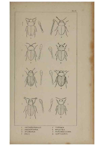 Reproducción/Reproduction 24565235551: The British Coleoptera delineated,. London,W. Crofts,1840.