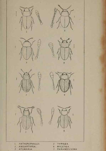 Reproducción/Reproduction 24565235551: The British Coleoptera delineated,. London,W. Crofts,1840.