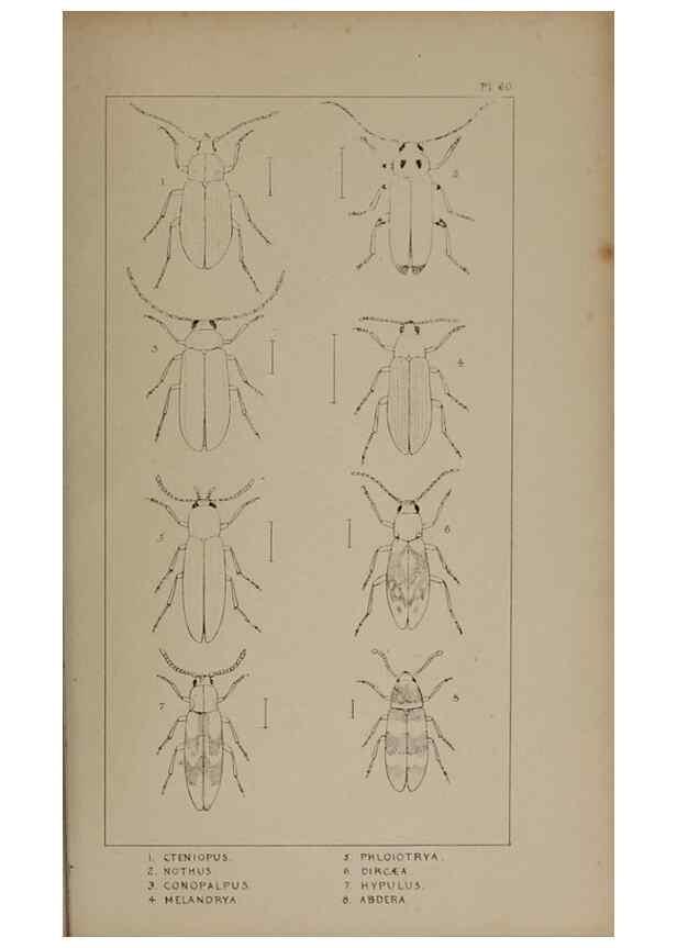 Reproducción/Reproduction 24621335026: The British Coleoptera delineated,. London,W. Crofts,1840.