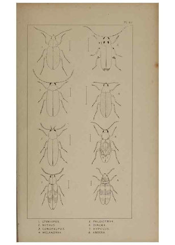 Reproducción/Reproduction 24621335026: The British Coleoptera delineated,. London,W. Crofts,1840.