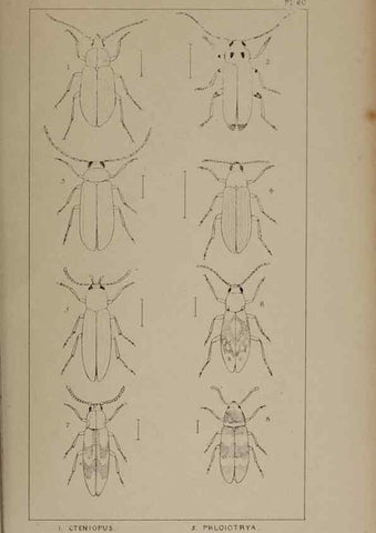 Reproducción/Reproduction 24621335026: The British Coleoptera delineated,. London,W. Crofts,1840.