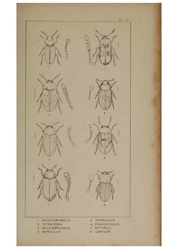Reproducción/Reproduction 24621236156: The British Coleoptera delineated,. London,W. Crofts,1840.