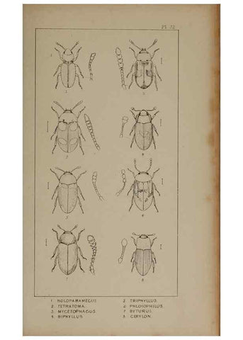 Reproducción/Reproduction 24621236156: The British Coleoptera delineated,. London,W. Crofts,1840.