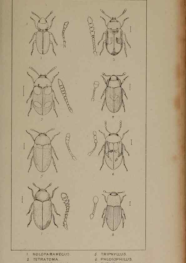 Reproducción/Reproduction 24621236156: The British Coleoptera delineated,. London,W. Crofts,1840.