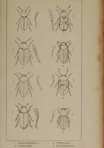 Reproducción/Reproduction 24621236156: The British Coleoptera delineated,. London,W. Crofts,1840.