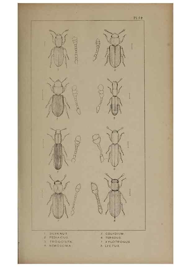 Reproducción/Reproduction 24647432915: The British Coleoptera delineated,. London,W. Crofts,1840.