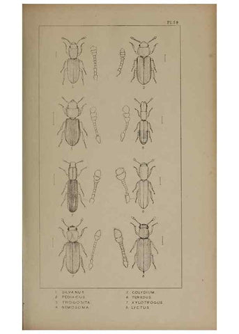 Reproducción/Reproduction 24647432915: The British Coleoptera delineated,. London,W. Crofts,1840.
