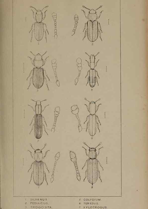 Reproducción/Reproduction 24647432915: The British Coleoptera delineated,. London,W. Crofts,1840.