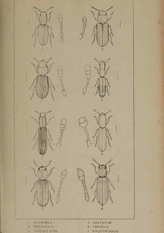 Reproducción/Reproduction 24647432915: The British Coleoptera delineated,. London,W. Crofts,1840.