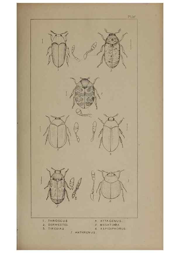 Reproducción/Reproduction 24565248251: The British Coleoptera delineated,. London,W. Crofts,1840.