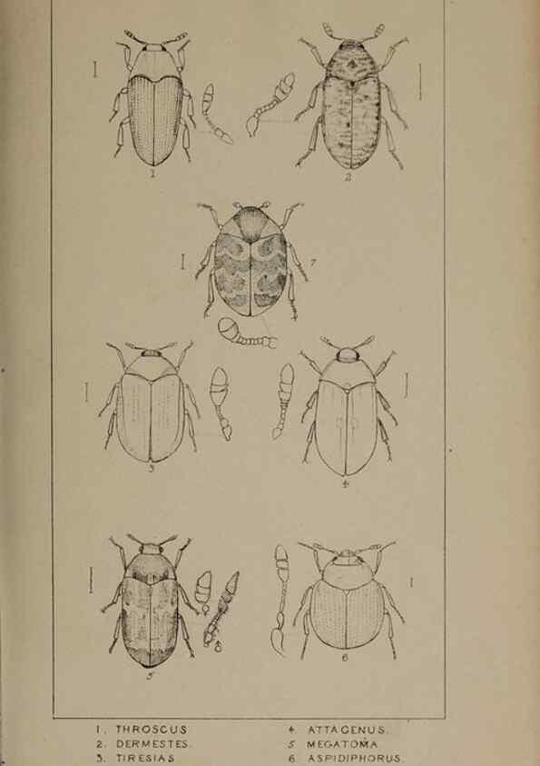 Reproducción/Reproduction 24565248251: The British Coleoptera delineated,. London,W. Crofts,1840.