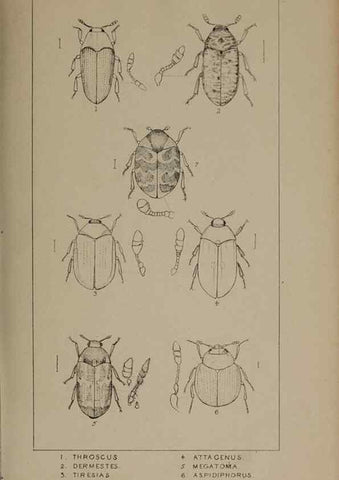 Reproducción/Reproduction 24565248251: The British Coleoptera delineated,. London,W. Crofts,1840.