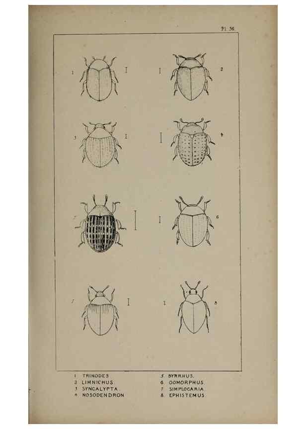 Reproducción/Reproduction 24279710949: The British Coleoptera delineated,. London,W. Crofts,1840.