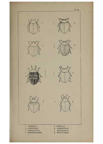 Reproducción/Reproduction 24279710949: The British Coleoptera delineated,. London,W. Crofts,1840.