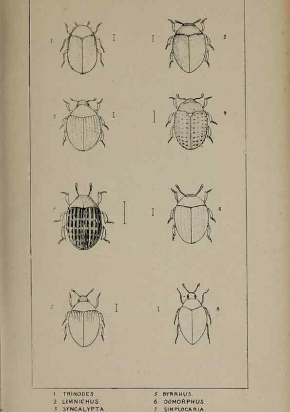 Reproducción/Reproduction 24279710949: The British Coleoptera delineated,. London,W. Crofts,1840.