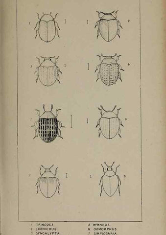 Reproducción/Reproduction 24279710949: The British Coleoptera delineated,. London,W. Crofts,1840.