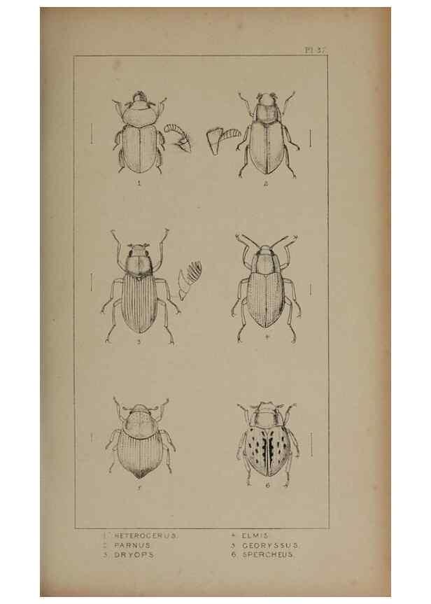 Reproducción/Reproduction 24621253966: The British Coleoptera delineated,. London,W. Crofts,1840.