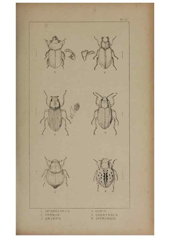 Reproducción/Reproduction 24621253966: The British Coleoptera delineated,. London,W. Crofts,1840.