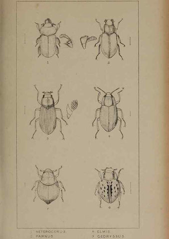 Reproducción/Reproduction 24621253966: The British Coleoptera delineated,. London,W. Crofts,1840.