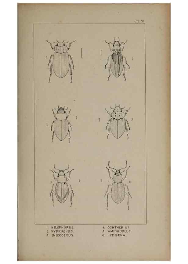 Reproducción/Reproduction 24279718699: The British Coleoptera delineated,. London,W. Crofts,1840.