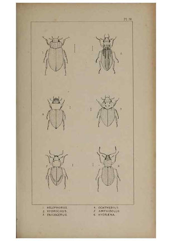 Reproducción/Reproduction 24279718699: The British Coleoptera delineated,. London,W. Crofts,1840.