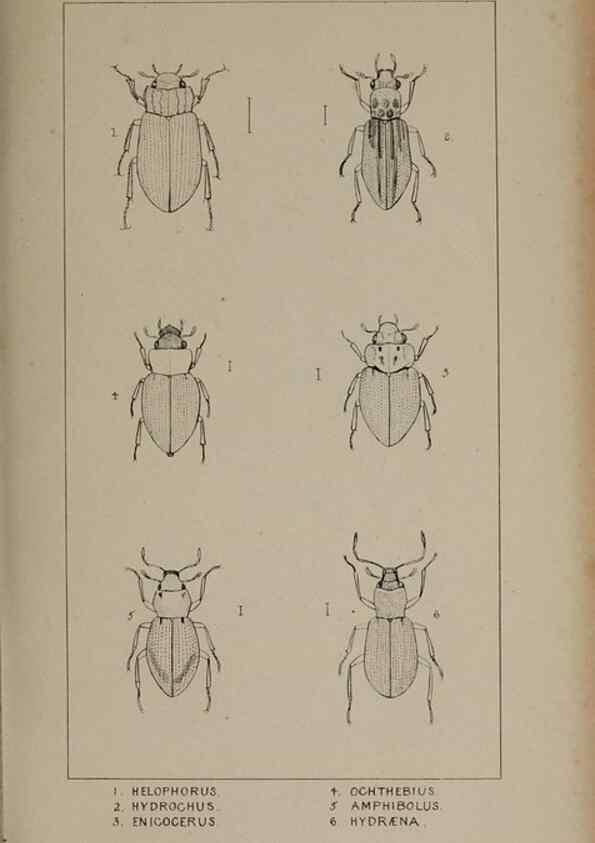 Reproducción/Reproduction 24279718699: The British Coleoptera delineated,. London,W. Crofts,1840.