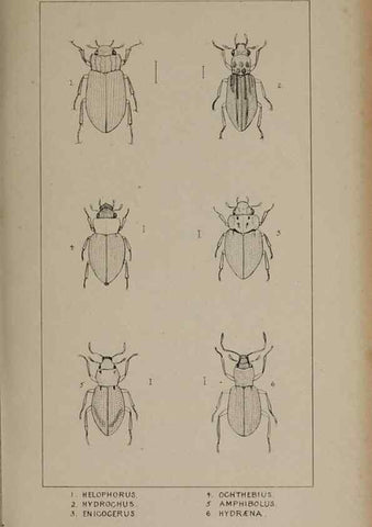 Reproducción/Reproduction 24279718699: The British Coleoptera delineated,. London,W. Crofts,1840.
