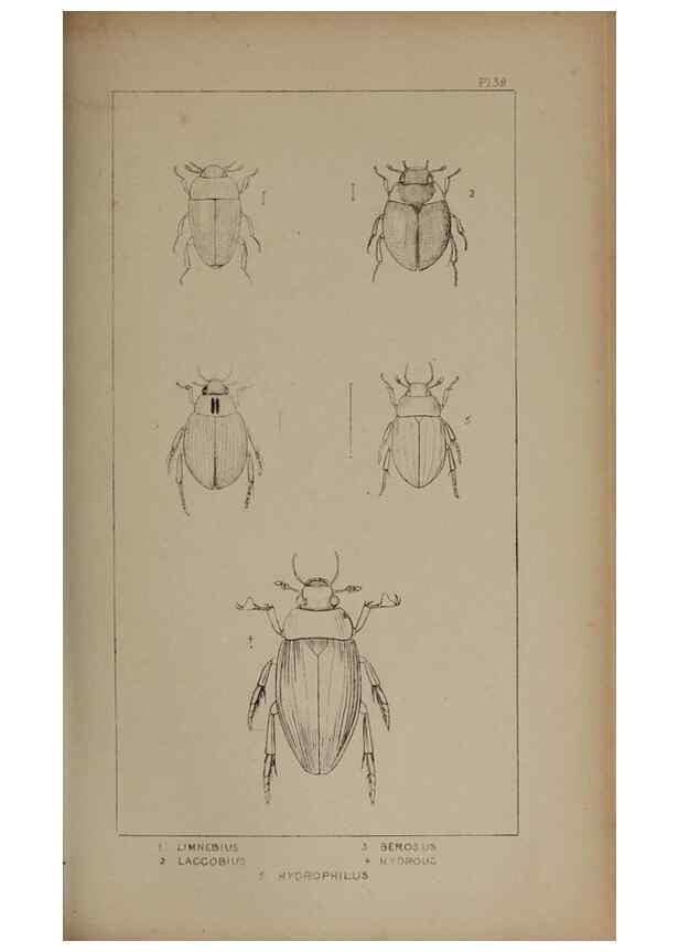 Reproducción/Reproduction 24020647623: The British Coleoptera delineated,. London,W. Crofts,1840.