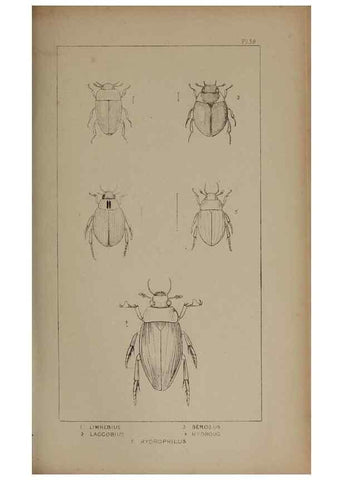 Reproducción/Reproduction 24020647623: The British Coleoptera delineated,. London,W. Crofts,1840.
