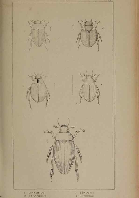 Reproducción/Reproduction 24020647623: The British Coleoptera delineated,. London,W. Crofts,1840.