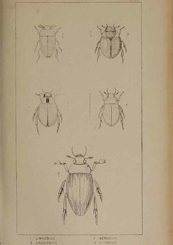 Reproducción/Reproduction 24020647623: The British Coleoptera delineated,. London,W. Crofts,1840.