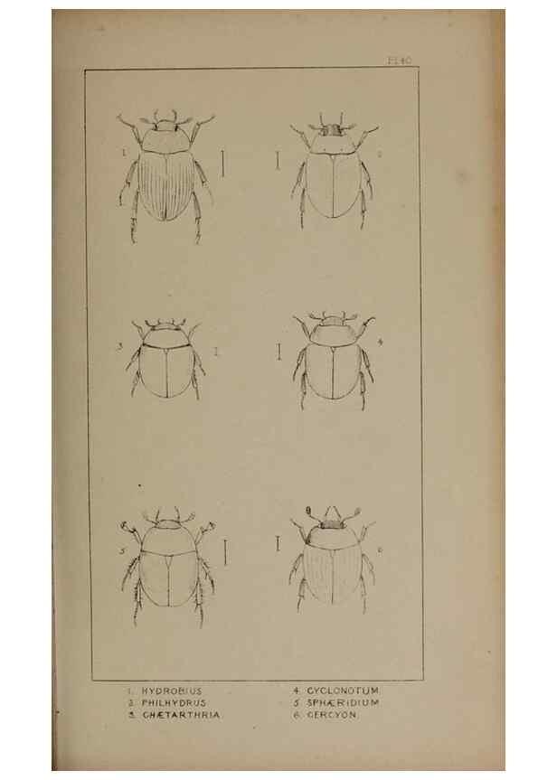 Reproducción/Reproduction 24621259706: The British Coleoptera delineated,. London,W. Crofts,1840.