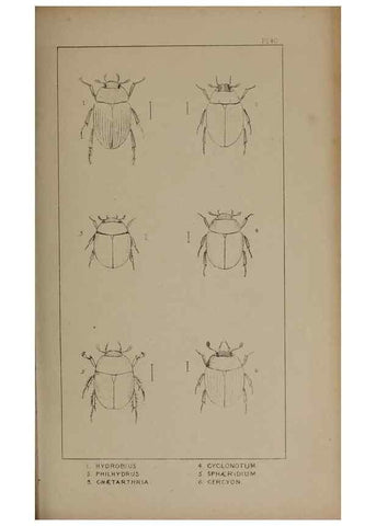 Reproducción/Reproduction 24621259706: The British Coleoptera delineated,. London,W. Crofts,1840.