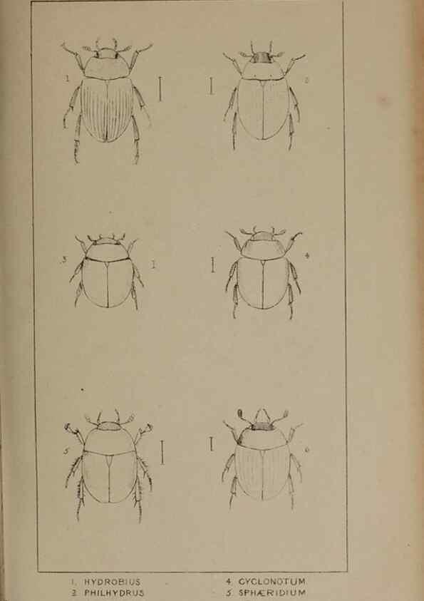 Reproducción/Reproduction 24621259706: The British Coleoptera delineated,. London,W. Crofts,1840.