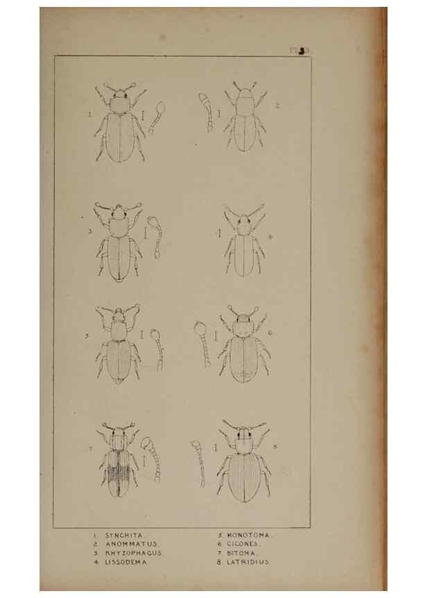 Reproducción/Reproduction 24019298524: The British Coleoptera delineated,. London,W. Crofts,1840.