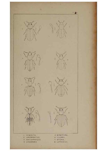 Reproducción/Reproduction 24019298524: The British Coleoptera delineated,. London,W. Crofts,1840.