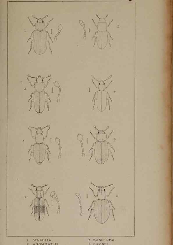 Reproducción/Reproduction 24019298524: The British Coleoptera delineated,. London,W. Crofts,1840.
