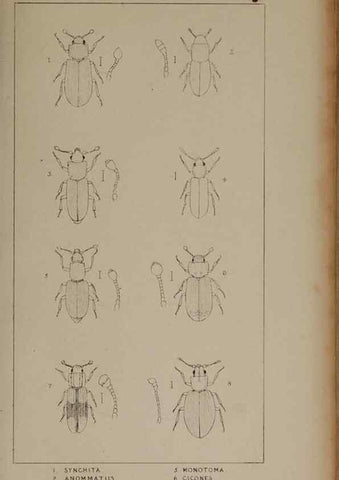 Reproducción/Reproduction 24019298524: The British Coleoptera delineated,. London,W. Crofts,1840.