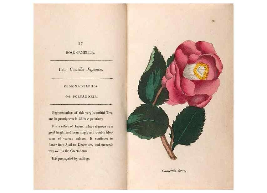 Reproducción/Reproduction 24826210062: Fifty plates of green-house plants, drawn and coloured from nature :. London :Printed for the author by T. Bensley,1807.