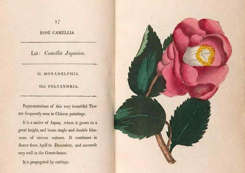Reproducción/Reproduction 24826210062: Fifty plates of green-house plants, drawn and coloured from nature :. London :Printed for the author by T. Bensley,1807.